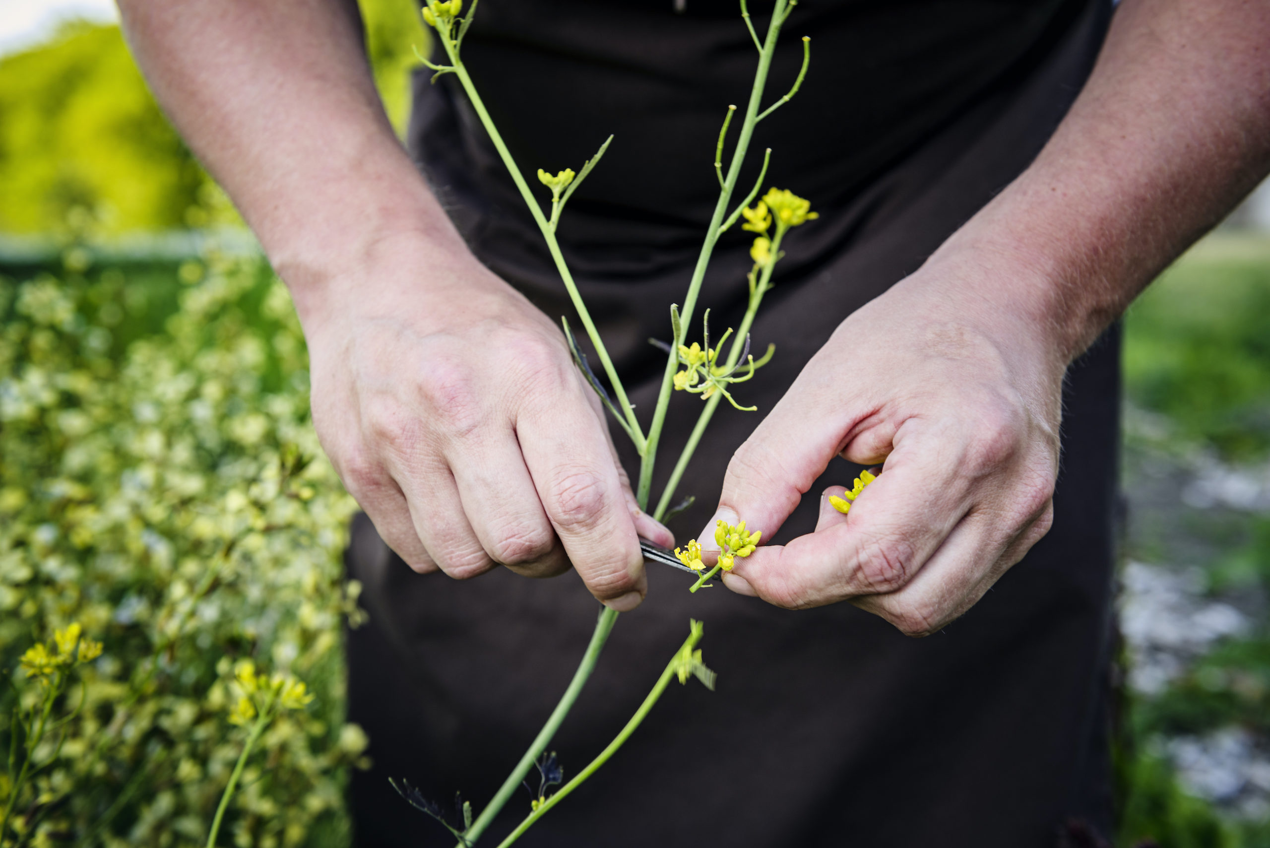 from farm to table